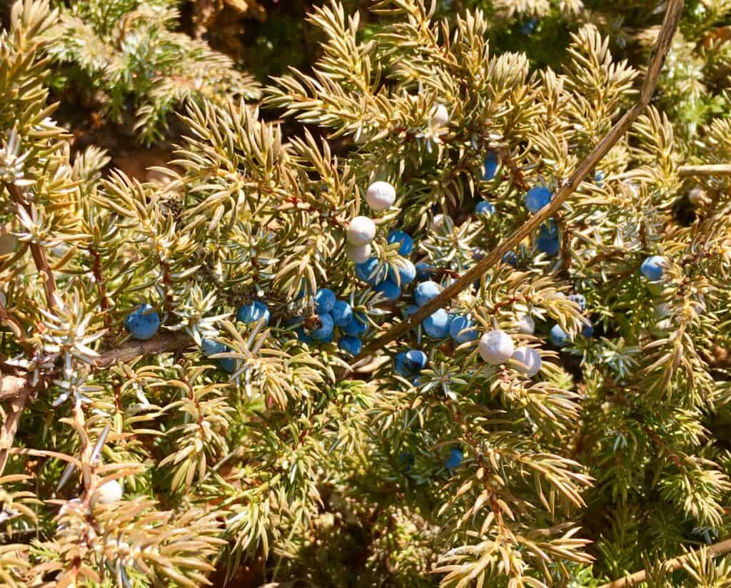 How a UT Professor Found the Perfect Juniper Berries for Gin in
