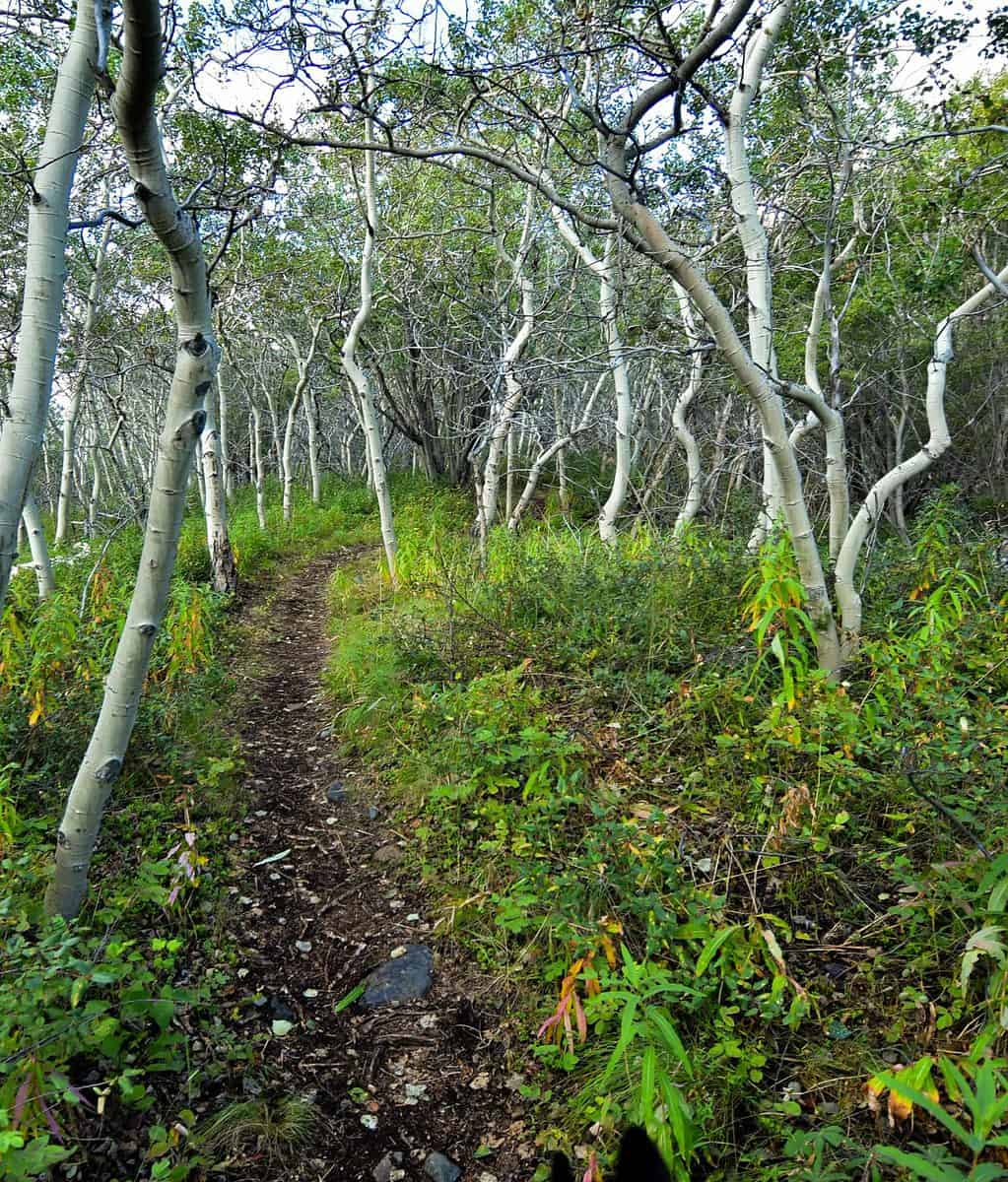 Trail through the forest