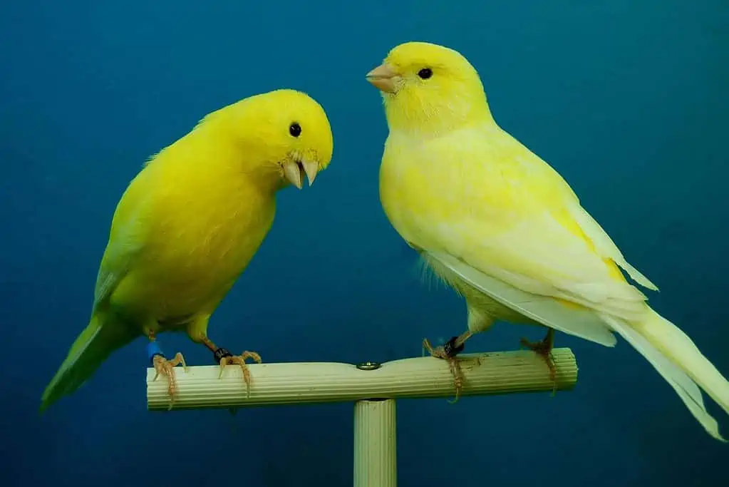 2 canaries