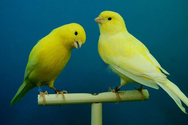2 canaries
