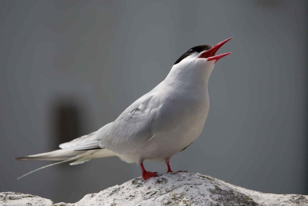 An Arctic tern