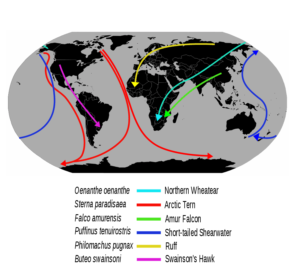 Migration routes