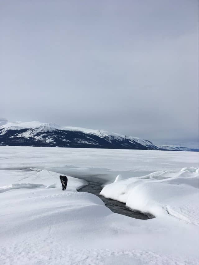 dog on frozen lake