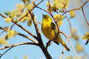 bird, A singing male Yellow Warbler