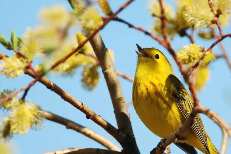 A singing male Yellow Warbler