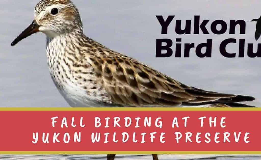 Fall birding at the Yukon Wildlife Preserve