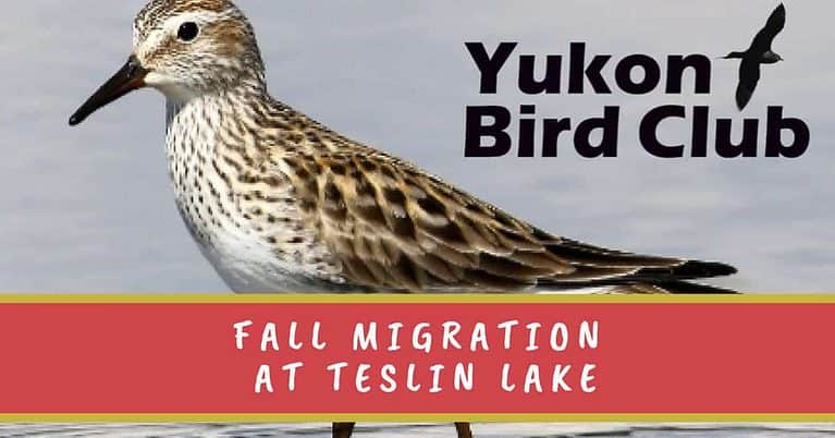 Fall migration at Teslin Lake