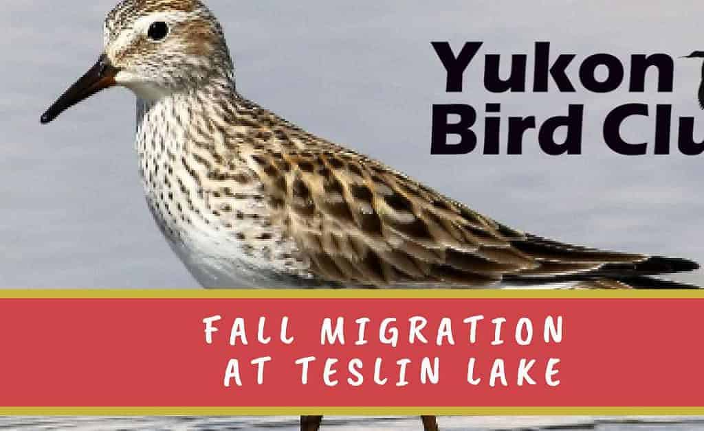 Fall migration at Teslin Lake
