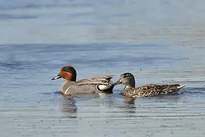 birds, Green-winged Teal
