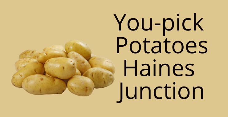 You-pick Potatoes