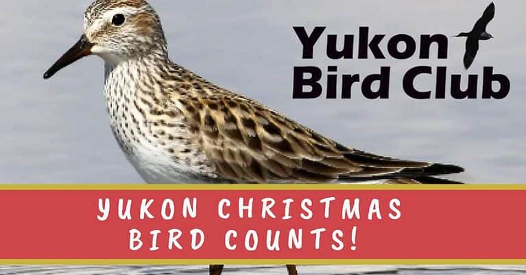 Yukon Christmas Bird Counts!