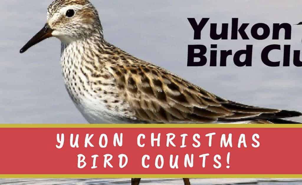 Yukon Christmas Bird Counts!