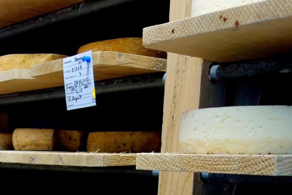 cheese maturing in the cheese cave