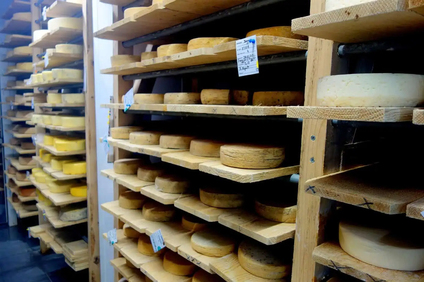cheese maturing in the cheese cave