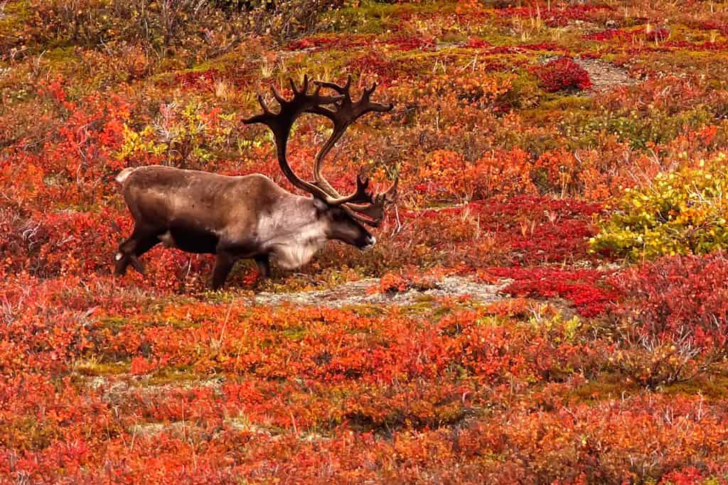 A Woodland caribou in autumn colours