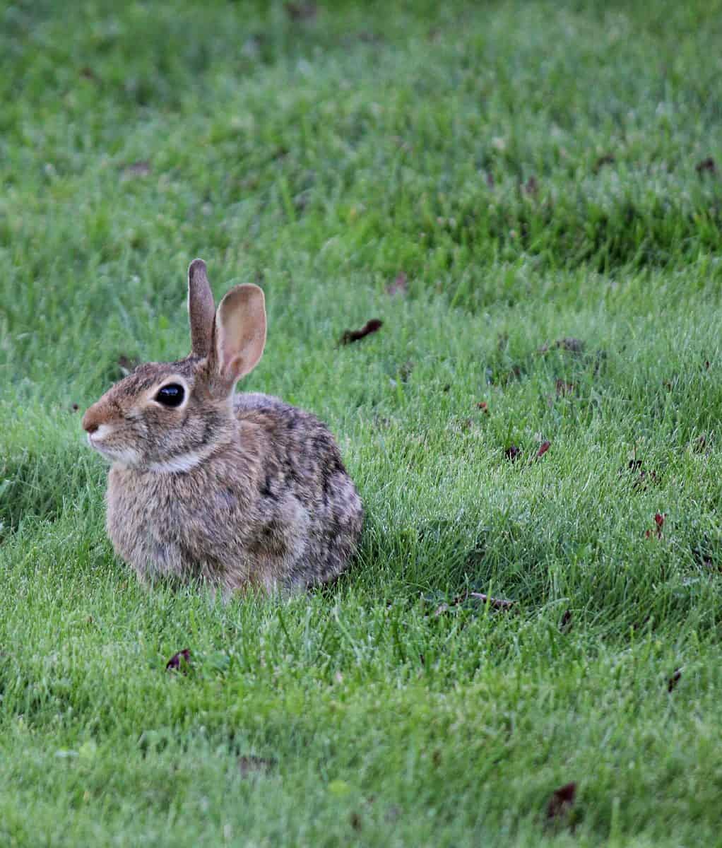 A cottontail rabbit in the grass