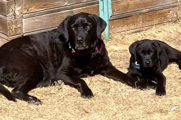 two black labs sitting