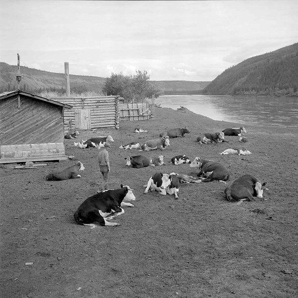A historical photo of cattle beside a river