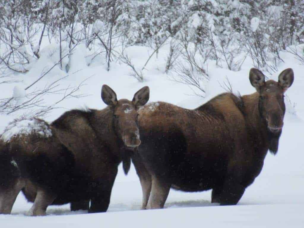 Two moose stanng in de snow
