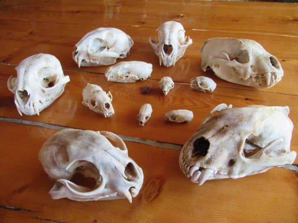 Various small animals skulls