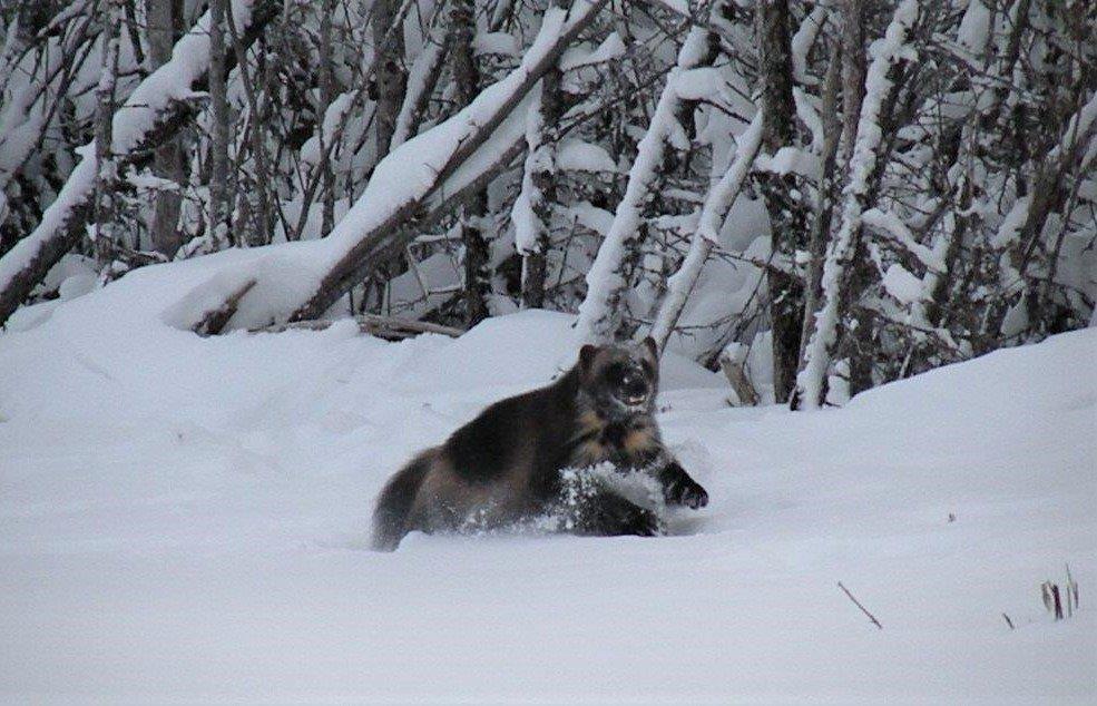 A wolverine running through the snow