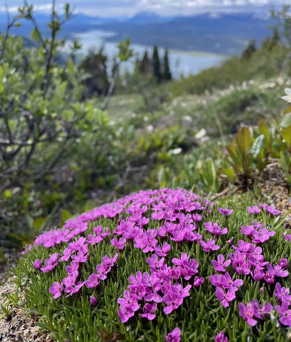 Purple flowers growing over a rock in the mountains