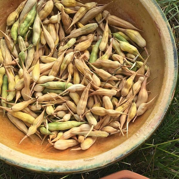 A bowl of seeds for planting