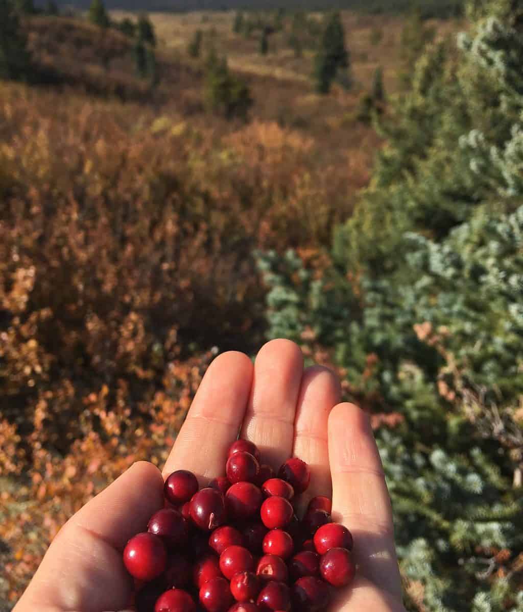 A handful of freshly picked cranberries