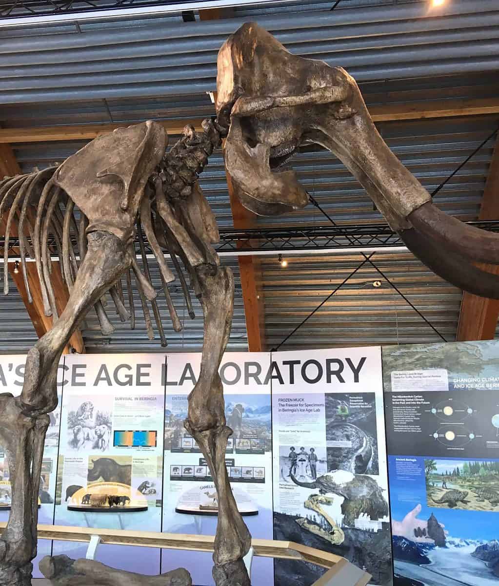 A wooly mammoth skeleton on display