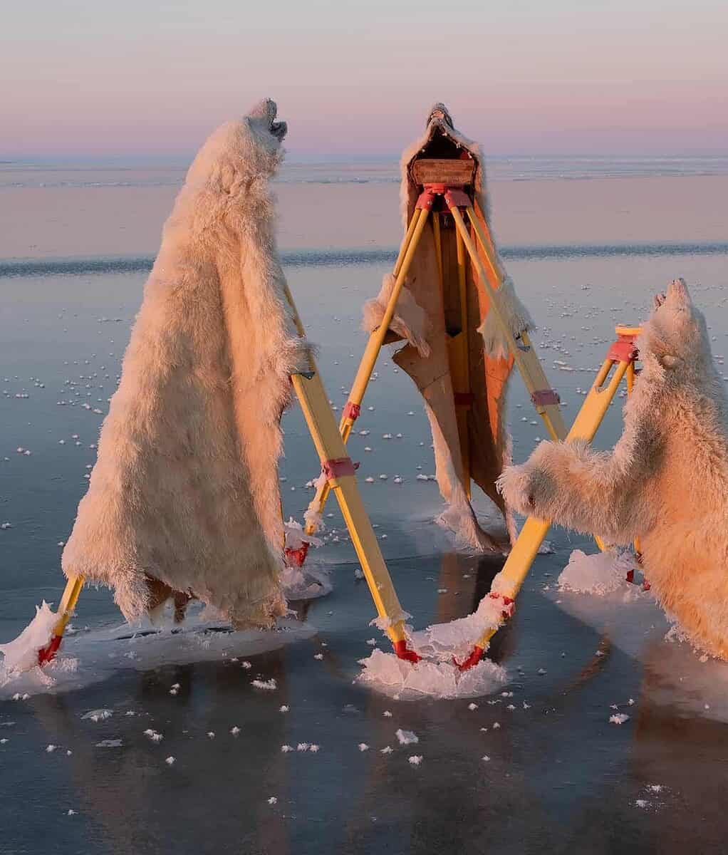 Three polar bear skins in an art exhibit on a frozen lake