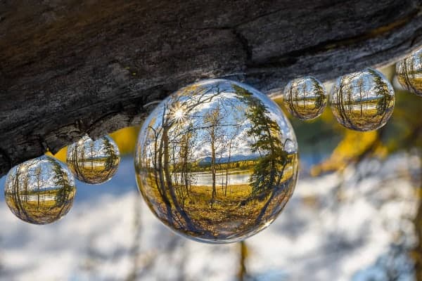 Spheres resembling rain drops hang from a tree branch