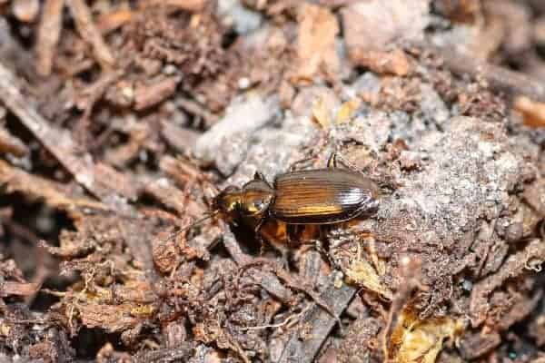 A brown coloured beetle