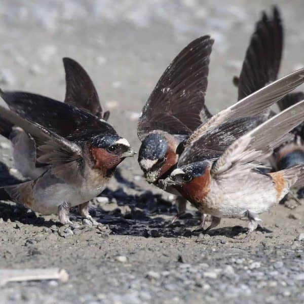 A grouping of cliff swallows