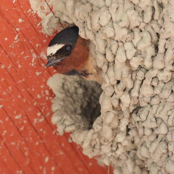 A Cliff Swallow peers out from its nest made of hundreds of mud balls