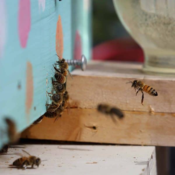 Honeybees in a hive
