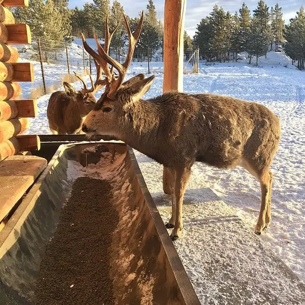 A deer eats from a food trough at a wildlife preserve