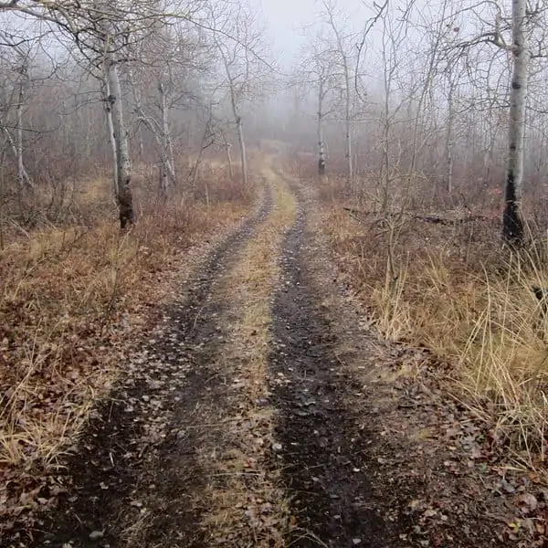 A trail through barren trees