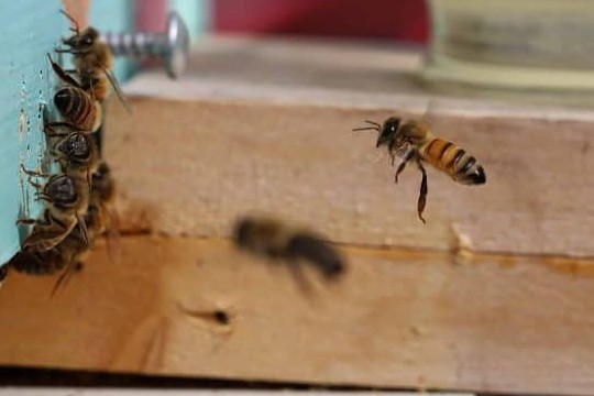Honeybees in a hive