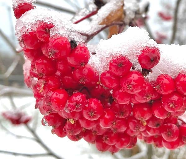 Mountain she berries covered in snow
