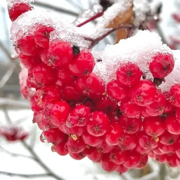 Mountain she berries covered in snow
