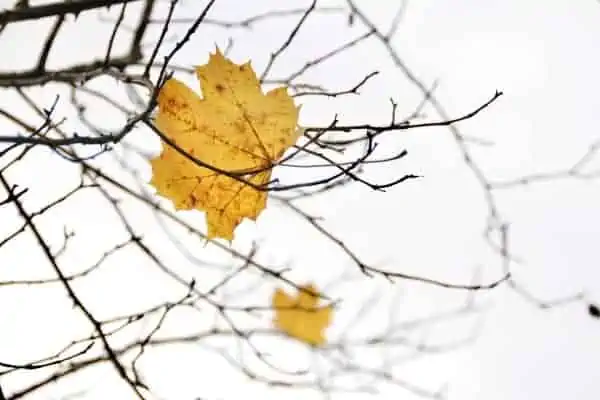 A lone leaf on a branch in late Autumn