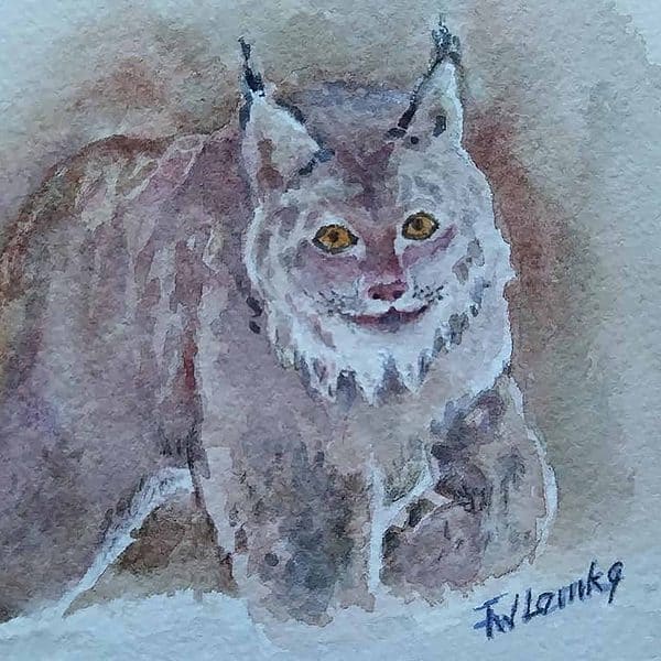 A water colour painting of a Canadian Lynx