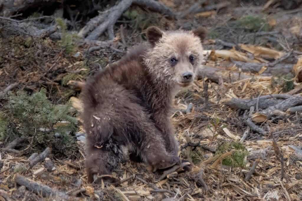 A grizzly bear cub