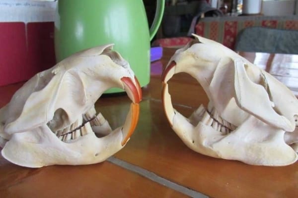 Beaver skulls