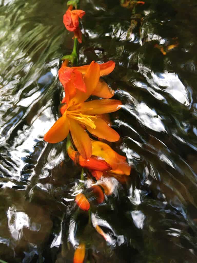 A flower floating in water