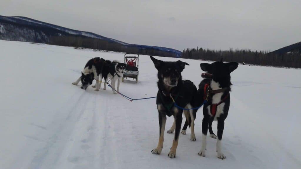 A dog team in winter