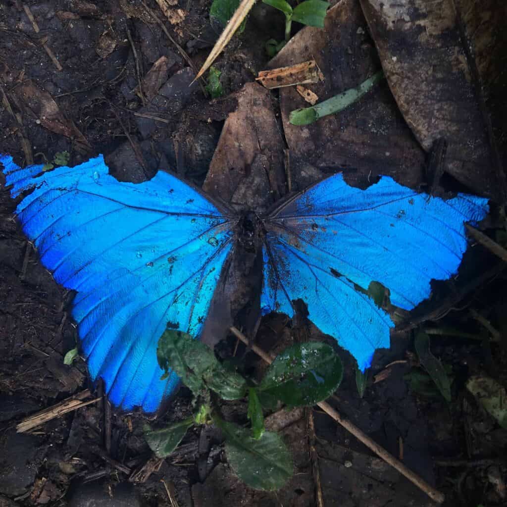 A decaying butterfly