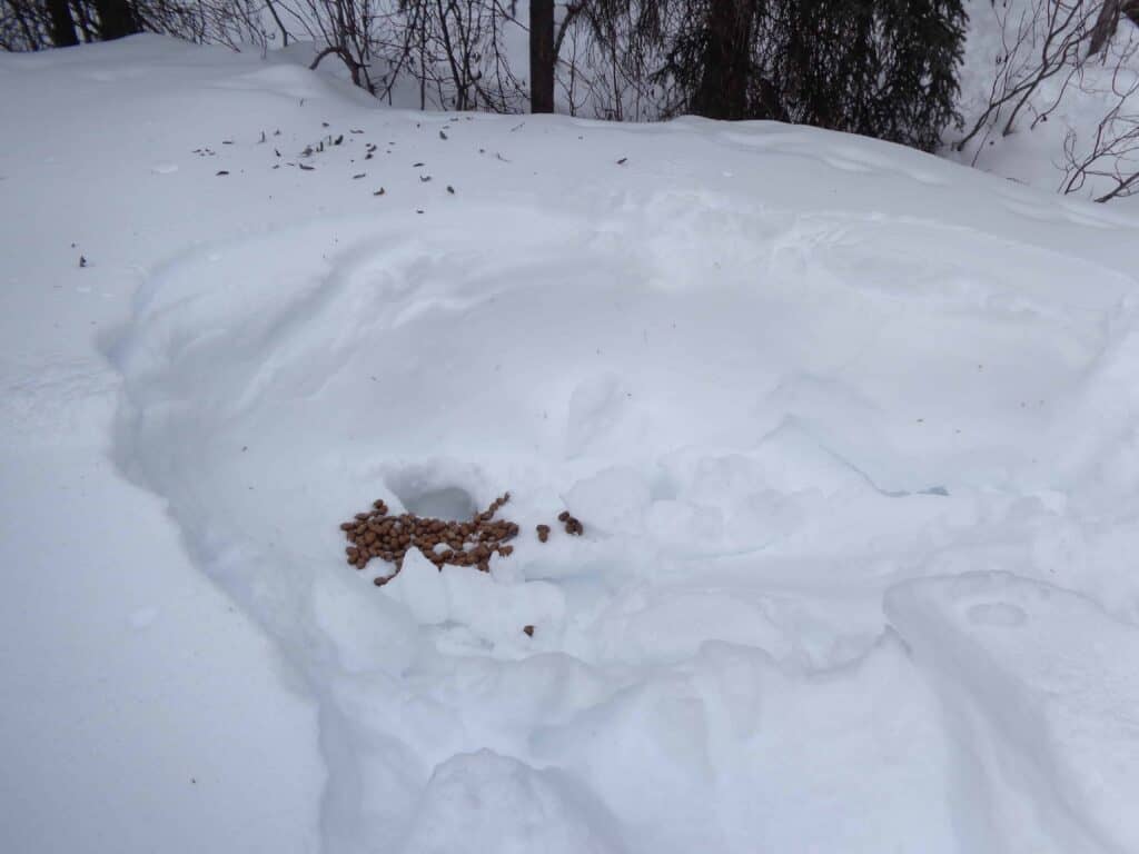 Indent in snow where a moose slept for the night