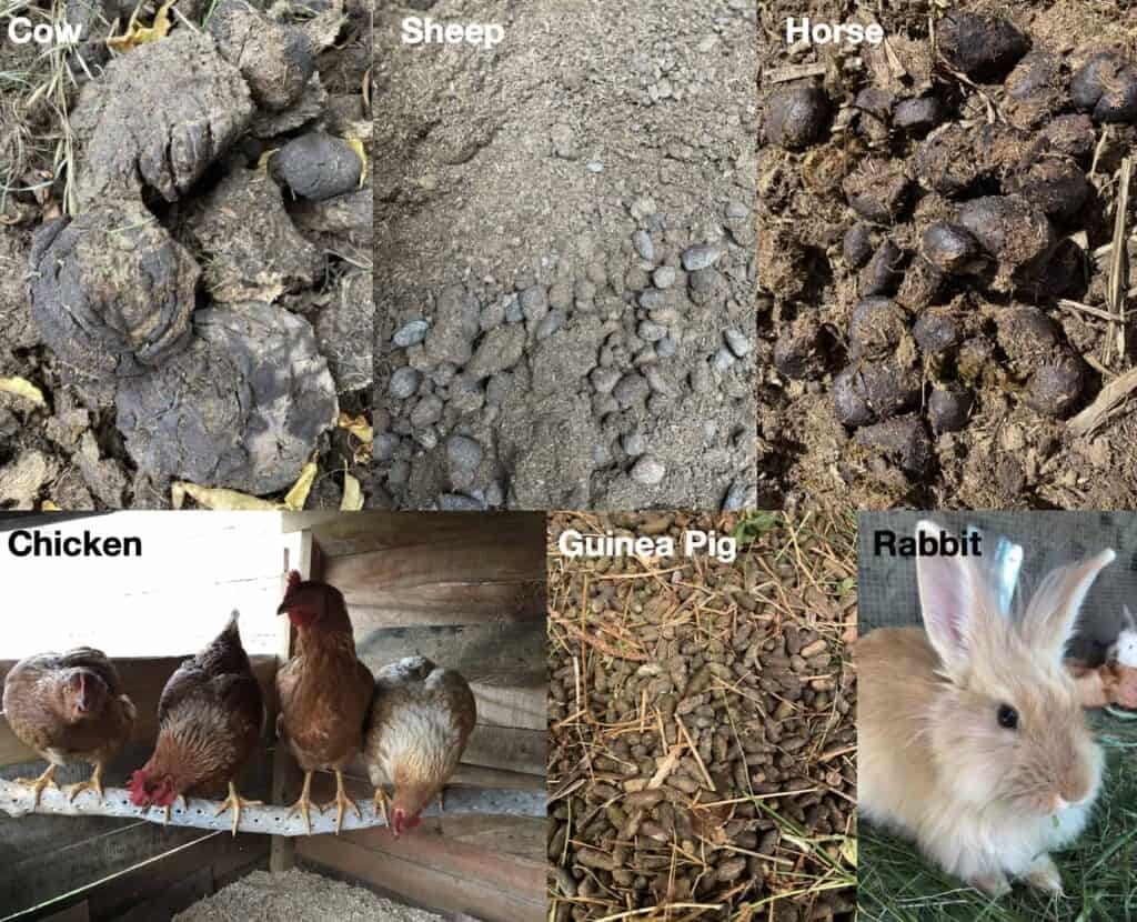 A few different kinds of manure