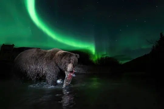 A grizzly bear, with a freshly-caught coho salmon, under the aurora borealis